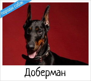 Доберман