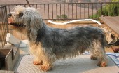 dendi-dinmont-terier_12