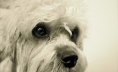 dendi-dinmont-terier_14