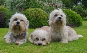 dendi-dinmont-terier_17