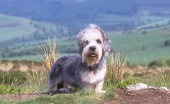 dendi-dinmont-terier_18