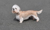 dendi-dinmont-terier_19