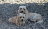 dendi-dinmont-terier_2