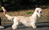 dendi-dinmont-terier_5