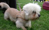 dendi-dinmont-terier_6