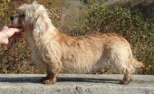 dendi-dinmont-terier_8