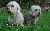 dendi-dinmont-terier_9