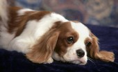kavaler-king-charlz-spaniel_10