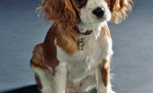 kavaler-king-charlz-spaniel_11
