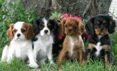 kavaler-king-charlz-spaniel_12