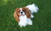 kavaler-king-charlz-spaniel_13