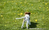 kavaler-king-charlz-spaniel_15