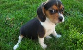kavaler-king-charlz-spaniel_16
