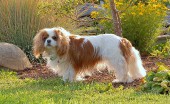 kavaler-king-charlz-spaniel_17