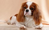 kavaler-king-charlz-spaniel_18