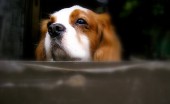 kavaler-king-charlz-spaniel_19