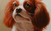 kavaler-king-charlz-spaniel_1
