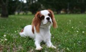 kavaler-king-charlz-spaniel_20