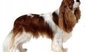 kavaler-king-charlz-spaniel_2