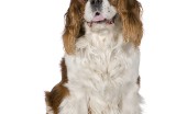 kavaler-king-charlz-spaniel_4