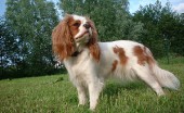 kavaler-king-charlz-spaniel_5