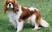kavaler-king-charlz-spaniel_6