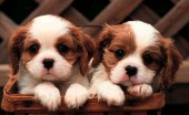 kavaler-king-charlz-spaniel_7