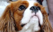kavaler-king-charlz-spaniel_8