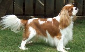 kavaler-king-charlz-spaniel_9