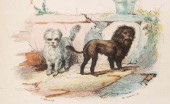 bishon-lion_1