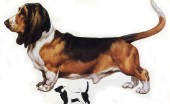 basset-haund_10