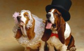 basset-haund_11
