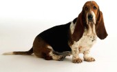 basset-haund_12