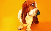basset-haund_16