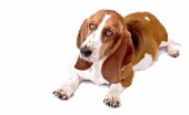 basset-haund_17