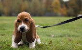 basset-haund_1