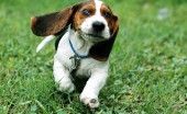 basset-haund_2
