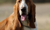 basset-haund_3