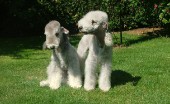 bedlington-terier_10