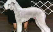 bedlington-terier_11
