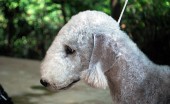 bedlington-terier_12