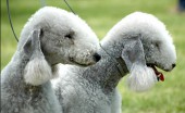 bedlington-terier_13