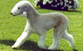 bedlington-terier_14