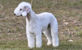 bedlington-terier_15