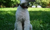 bedlington-terier_16