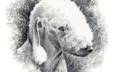 bedlington-terier_18