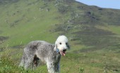 bedlington-terier_19