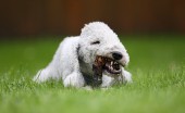 bedlington-terier_1