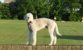 bedlington-terier_20