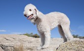 bedlington-terier_3